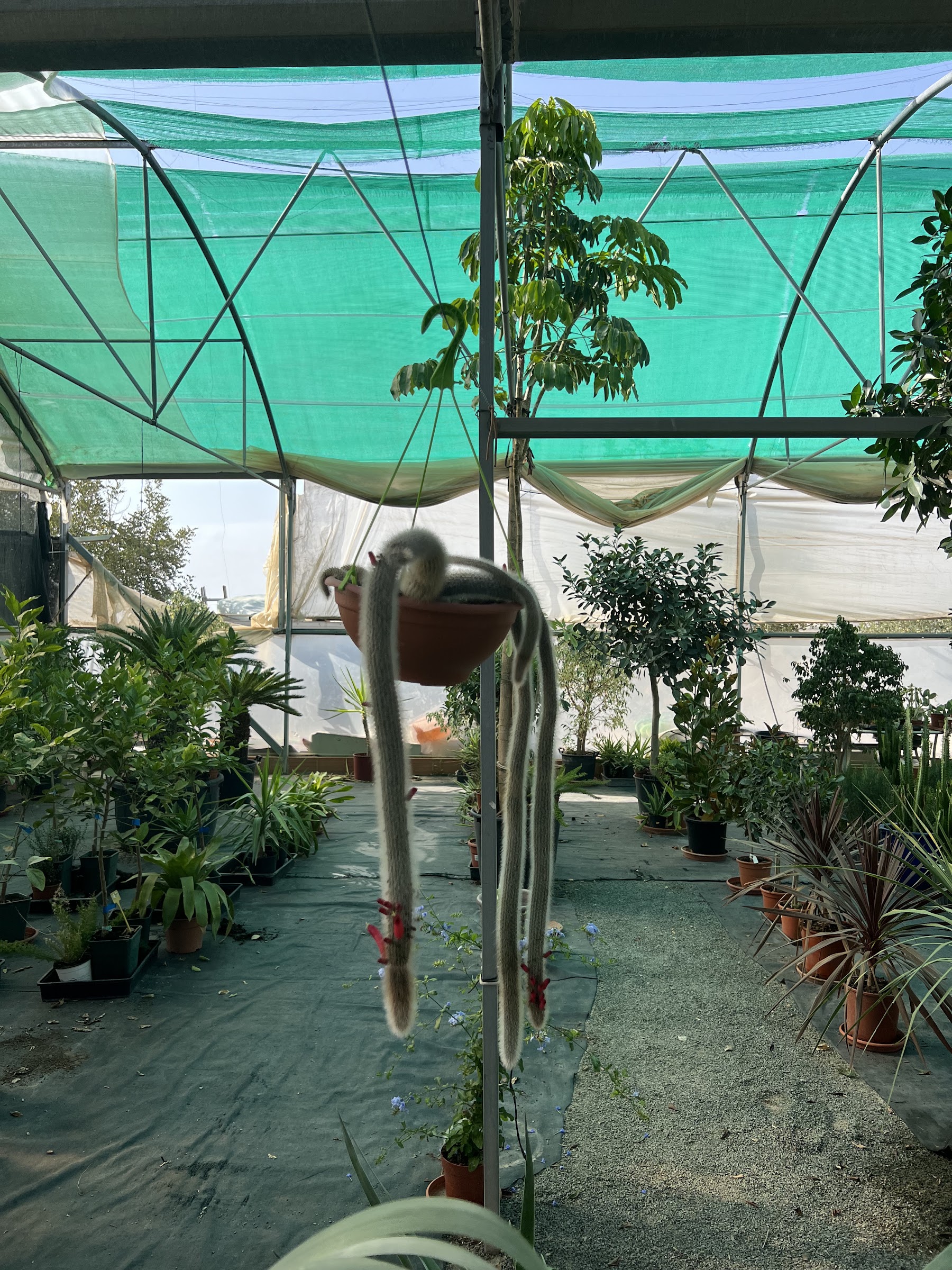 Pasillo del invernadero del vivero, lleno de plantas