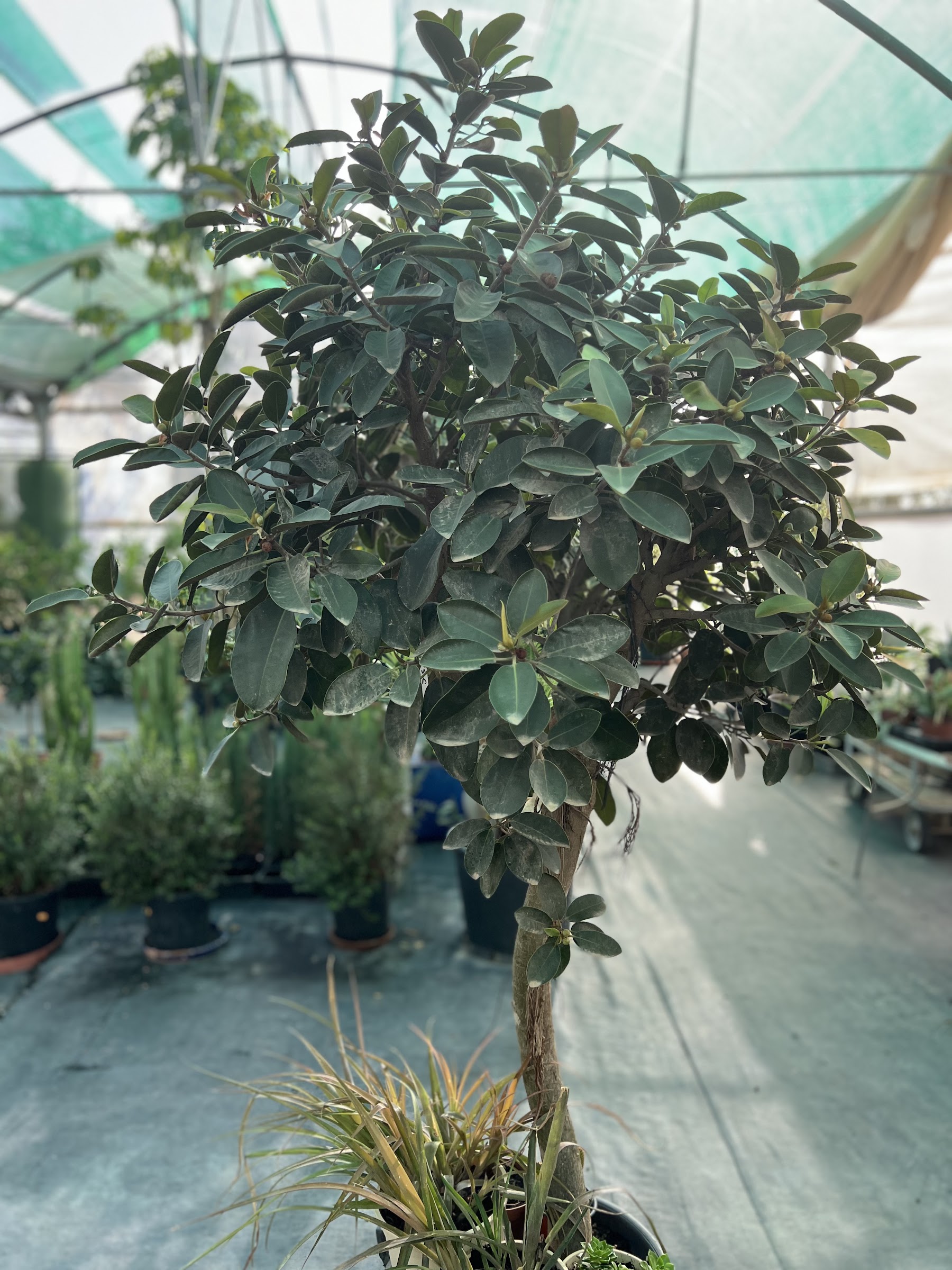 Ficus formado, ejemplo de trabajo de jardinería